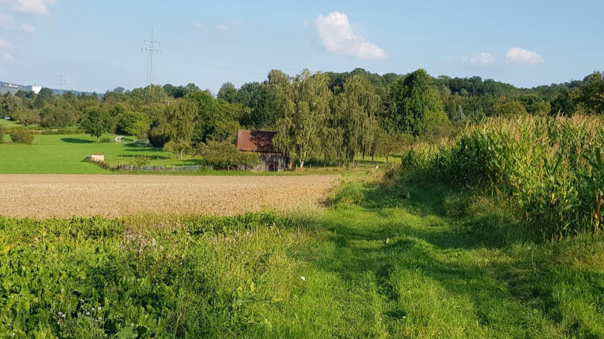 Felder und Streuobstwiesen am Ortsrand von Schwaikheim im Rems-Murr-Kreis